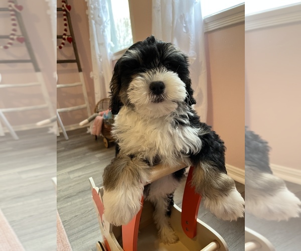Medium Photo #4 Bernedoodle (Miniature) Puppy For Sale in SYLMAR, CA, USA