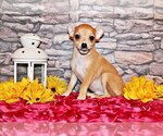 Small #7 Chihuahua
