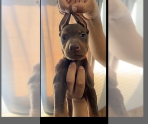 Doberman Pinscher Puppy for sale in ATWATER, CA, USA