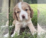 Small #1 Cocker Spaniel