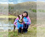 Small #37 American Pit Bull Terrier-Labrador Retriever Mix