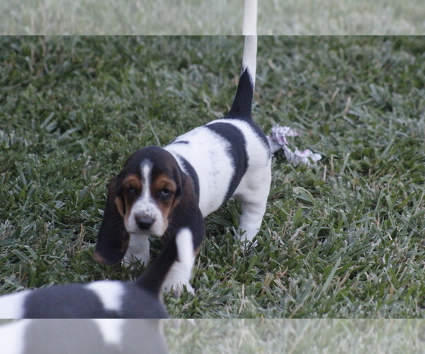 Medium Photo #74 Basset Hound Puppy For Sale in MEMPHIS, MO, USA