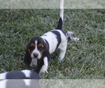 Small Photo #74 Basset Hound Puppy For Sale in MEMPHIS, MO, USA