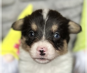 Pembroke Welsh Corgi Puppy for sale in TRYON, OK, USA