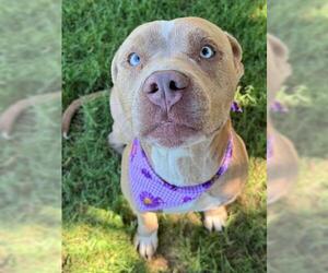 American Pit Bull Terrier-Unknown Mix Dogs for adoption in Tulsa, OK, USA