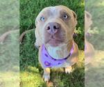 Small American Pit Bull Terrier Mix