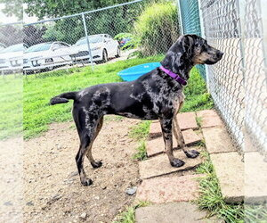 Bjork - Female Catahoula Leopard Dog Dog for Adoption - Photo #3