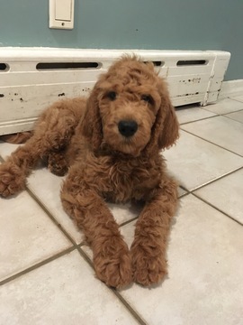 Medium Photo #2 Goldendoodle Puppy For Sale in BRONX, NY, USA