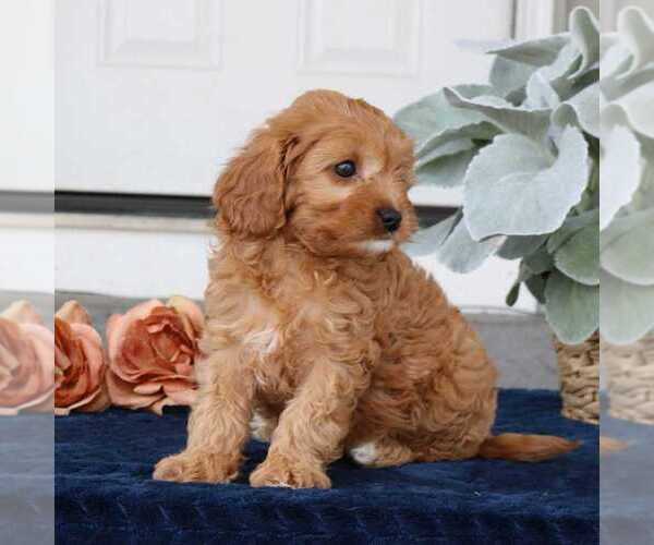 Medium Photo #2 Cavapoo Puppy For Sale in NARVON, PA, USA
