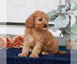 Small Photo #2 Cavapoo Puppy For Sale in NARVON, PA, USA
