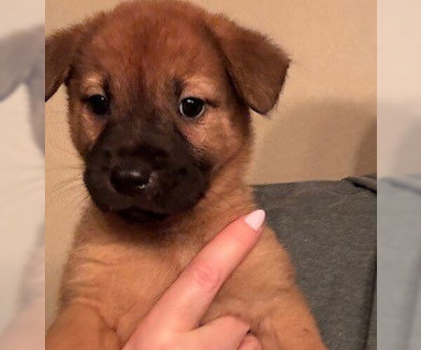 Medium Photo #1 Chow Chow Puppy For Sale in San Antonio, TX, USA