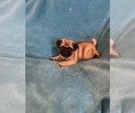 Puppy 1 Pug