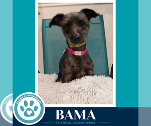 Bama 100326 - Female Shih Tzu-Unknown Mix Dog for Adoption - Photo #2