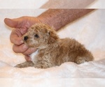 Small #5 Poodle (Toy)