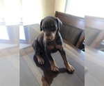 Small Photo #6 Doberman Pinscher Puppy For Sale in CLINTON TOWNSHIP, MI, USA