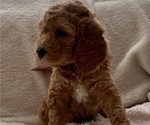 Puppy 2 Labradoodle-Poodle (Miniature) Mix