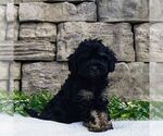 Small Cavapoo