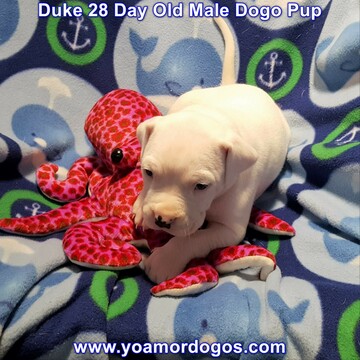 Medium Photo #80 Dogo Argentino Puppy For Sale in JANE, MO, USA