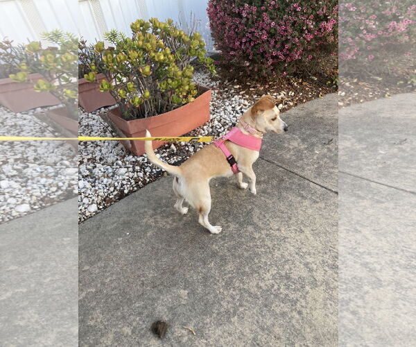 Medium Photo #3 Chihuahua-Unknown Mix Puppy For Sale in San Diego, CA, USA