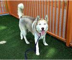 Small #1 Siberian Husky Mix