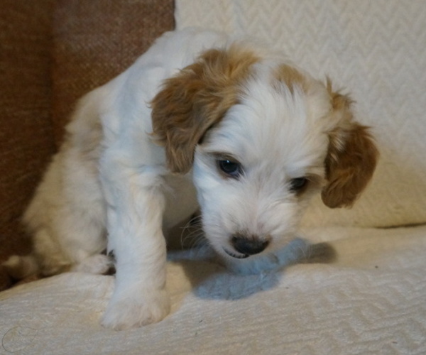 Medium Photo #6 Golden Mountain Doodle  Puppy For Sale in JIM FALLS, WI, USA