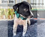 Small Labrador Retriever Mix