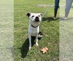 Small #3 Mutt