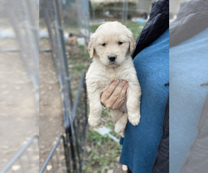 Golden Retriever Puppy for sale in FIRESTONE PARK, CA, USA