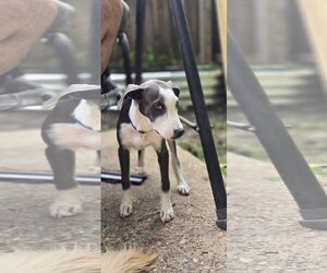 Thor - Male Bull Terrier-Greyhound Mix Dog for Adoption - Photo #15