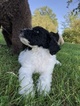 Small Photo #16 Poodle (Standard) Puppy For Sale in AUGSBURG, IL, USA