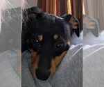 Small #4 Doxie-Pin