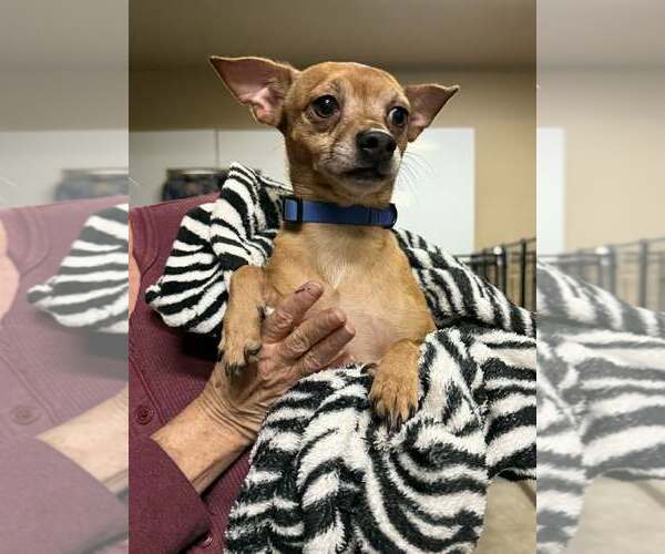 Medium Photo #1 Chihuahua-Unknown Mix Puppy For Sale in New London, WI, USA