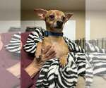 Small Chihuahua Mix
