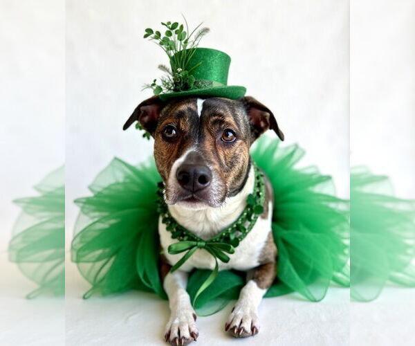 Medium Photo #20 Mutt Puppy For Sale in Lake Forest, CA, USA