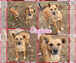 Small #1 Carolina Dog Mix