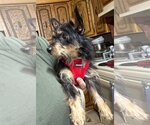 Small Photo #2 Australian Terrier-Unknown Mix Puppy For Sale in Westmont, IL, USA