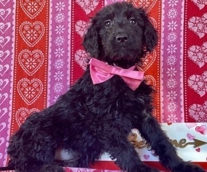 Goldendoodle Puppy for sale in LANCASTER, PA, USA