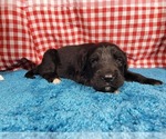 Small Photo #86 Golden Mountain Dog Puppy For Sale in BLACK FOREST, CO, USA