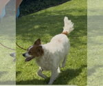 Small #3 Mutt