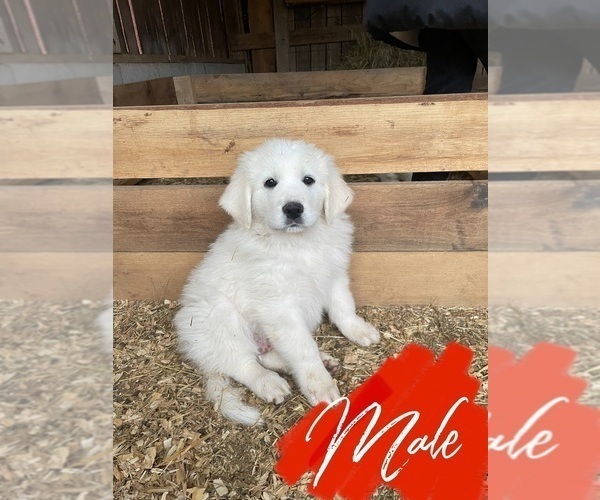 Medium Photo #2 Great Pyrenees Puppy For Sale in JAMESTOWN, TN, USA