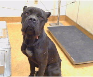 Mutt Dogs for adoption in Sacramento, CA, USA
