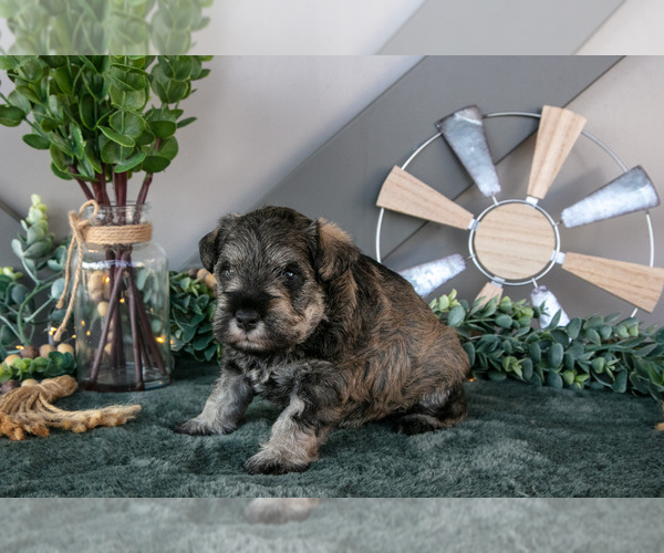 Medium Photo #2 Schnauzer (Miniature) Puppy For Sale in BALTIC, OH, USA