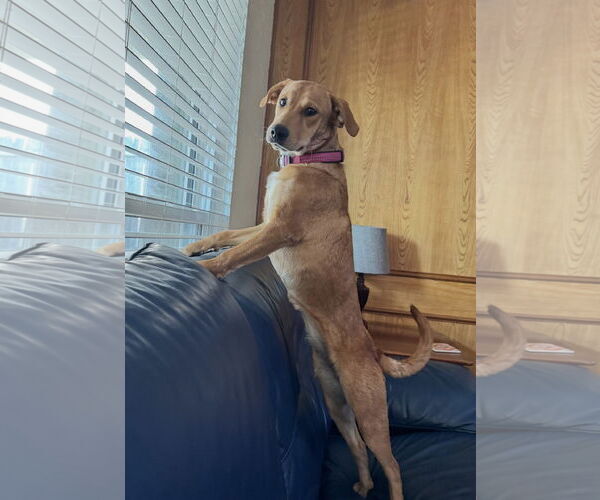 Medium Photo #4 Golden Retriever-Unknown Mix Puppy For Sale in Euless, TX, USA