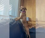 Small #3 Golden Retriever Mix
