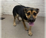 HANNAH - Female German Shepherd Dog-Unknown Mix Dog for Adoption - Small photo