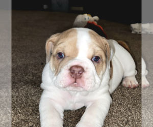 English Bulldog Puppy for sale in OWASSO, OK, USA