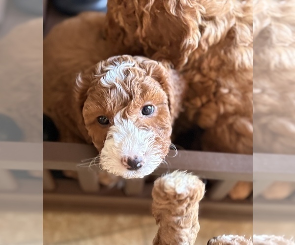 Medium Photo #15 Goldendoodle (Miniature) Puppy For Sale in SAINT MARYS, KS, USA
