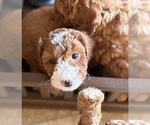 Small #14 Goldendoodle (Miniature)