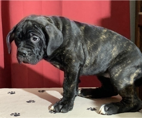 Medium Photo #209 Cane Corso Puppy For Sale in COTTAGE GROVE, OR, USA