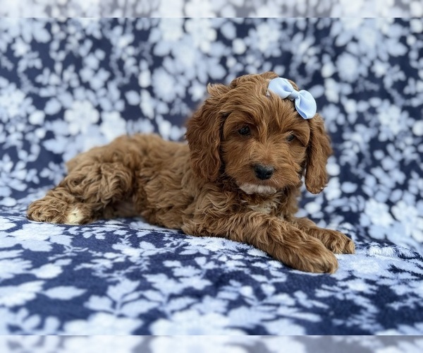 Medium Photo #5 Cock-A-Poo Puppy For Sale in LAKELAND, FL, USA